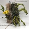 chiloschista parishii (3)